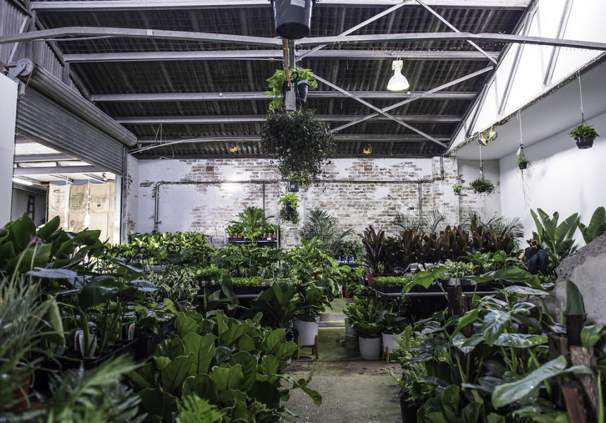 Jungle Collective Plant Sale