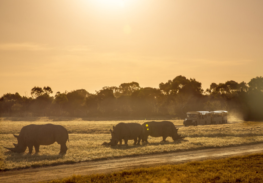 Werribee Zoo Slumber Safari 
