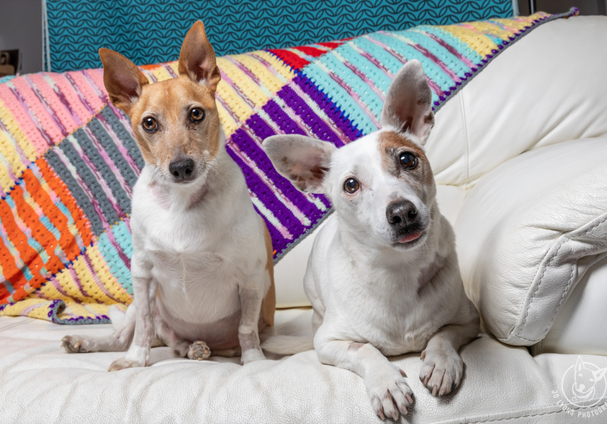 Sunday Sessions Pet Portrait Fundraiser