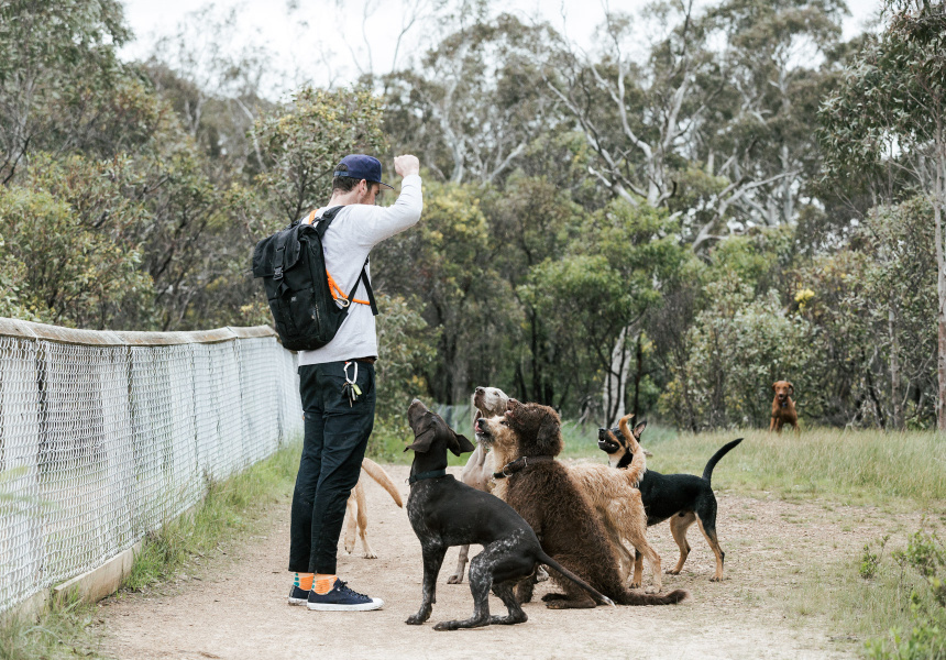 Let the Dogs Out: Eight New Off-Leash Parks Are Planned for Melbourne