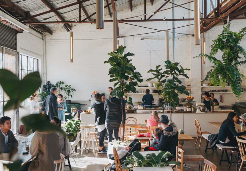 Unusual Plants and Helpful Tips in Collingwood