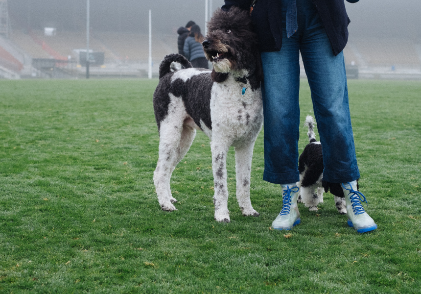 12 of Melbourne’s Best OffLeash Dog Parks (and Beaches)
