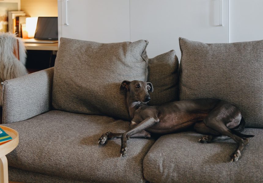 How to Keep Pets Happy in an Apartment