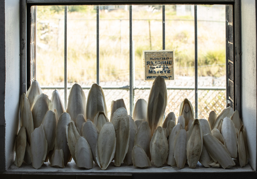 Kaldor Public Art Project 34: Asad Raza, Absorption, 2019. The Clothing Store, Carriageworks
