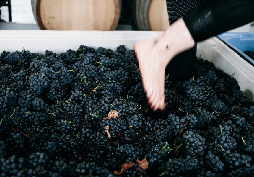 Harvest Grape Stomping