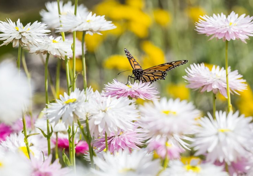 Wildflower Paper Daisy Display at Australian Botanic Garden, Mount Annan