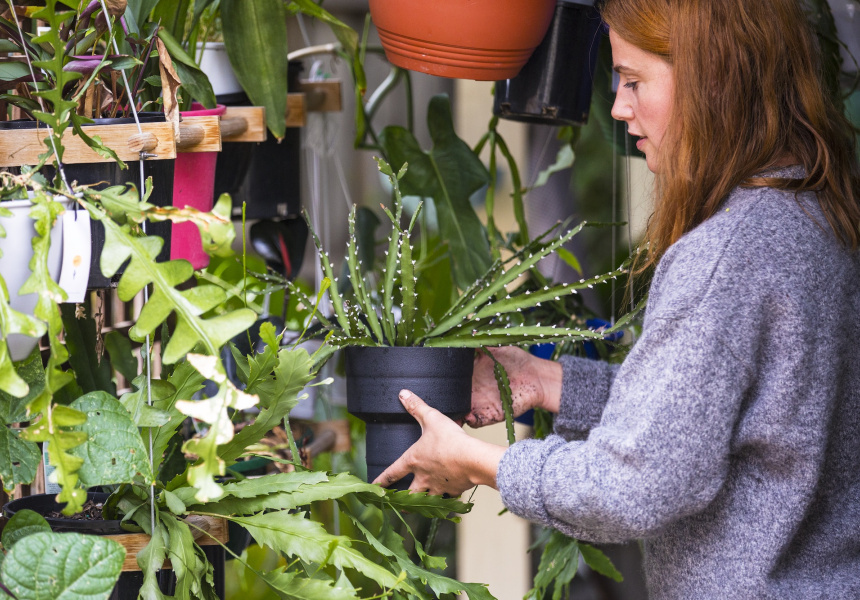 Emma Sadie Thomson is Launching an A to Z Indoor Plant Zine