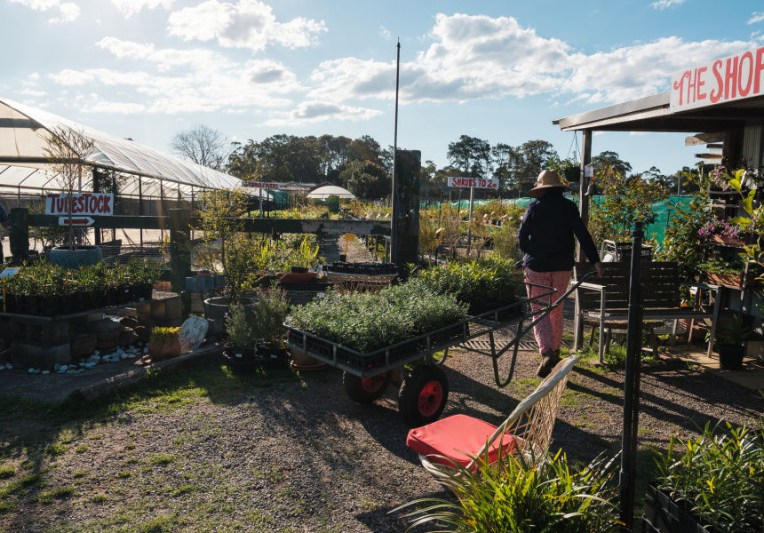 NorthSide Nursery Harvest Seeds & Native Plants Is Dedicated to