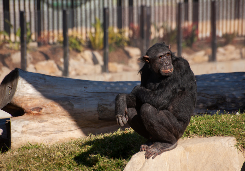 The First Animals Have Arrived at Sydney Zoo, the City’s First Major Zoo to Open in 100 Years