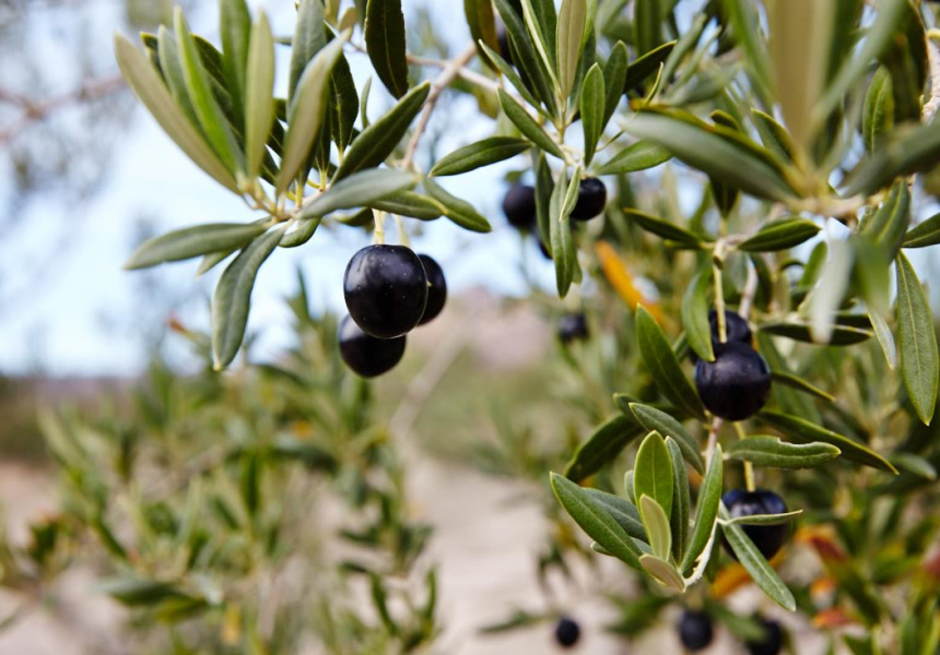 Olive Oil Appreciation Session with Mount Zero Olives