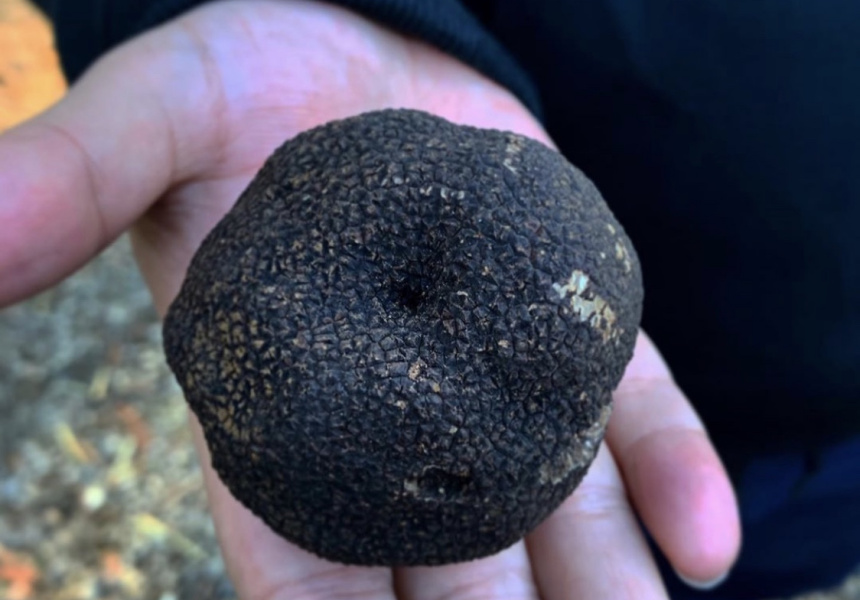 Go Truffle Hunting on a Lush Farm in the Southern Highlands