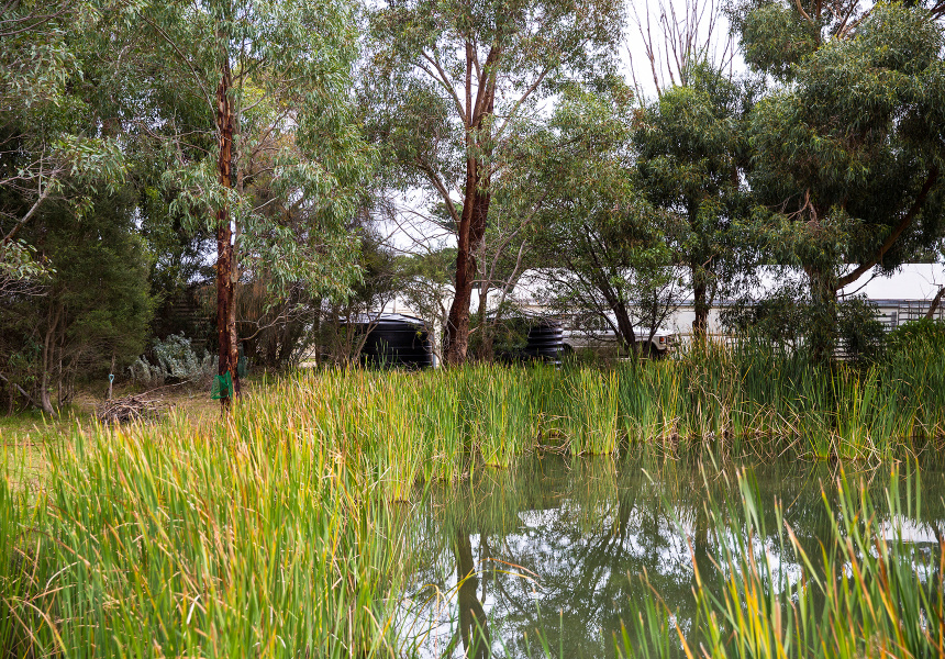 Australian Native Foods: To Forage or Not To Forage?