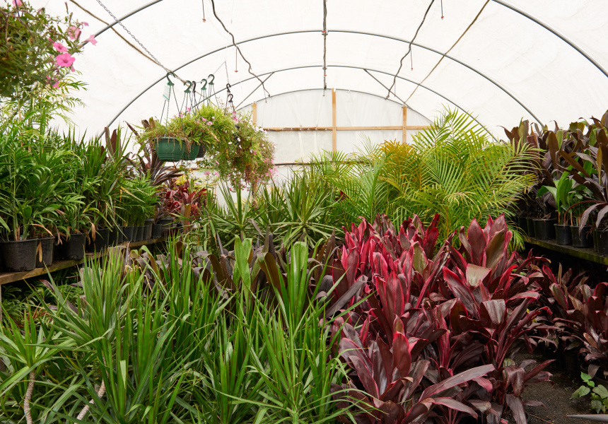 Jungle Collective PopUp Plant Sale