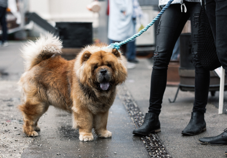 The Dog Lovers Show Comes to Brisbane This Weekend