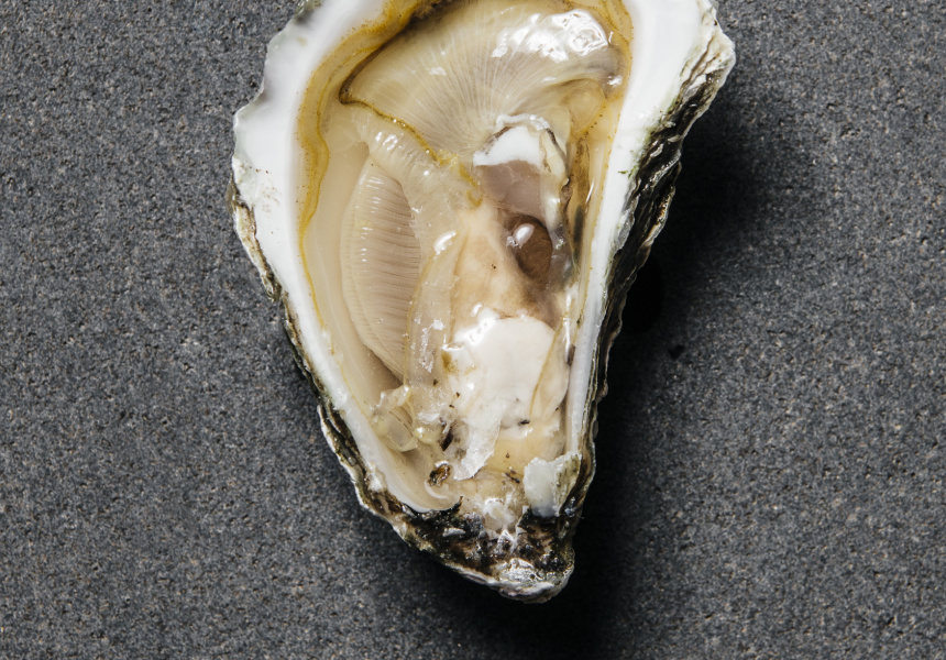Oysters An Explainer