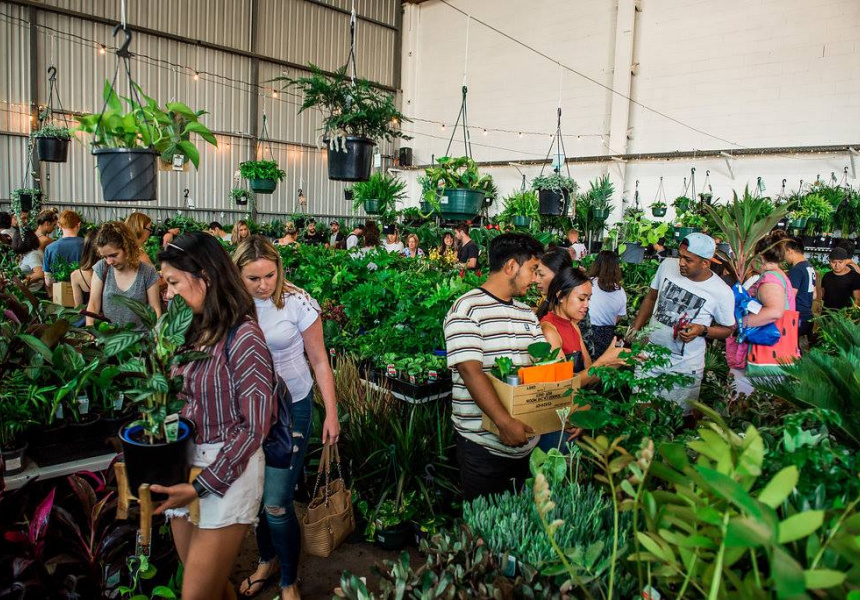 Huge IndoorPlant Warehouse Sale Rumble in the Jungle