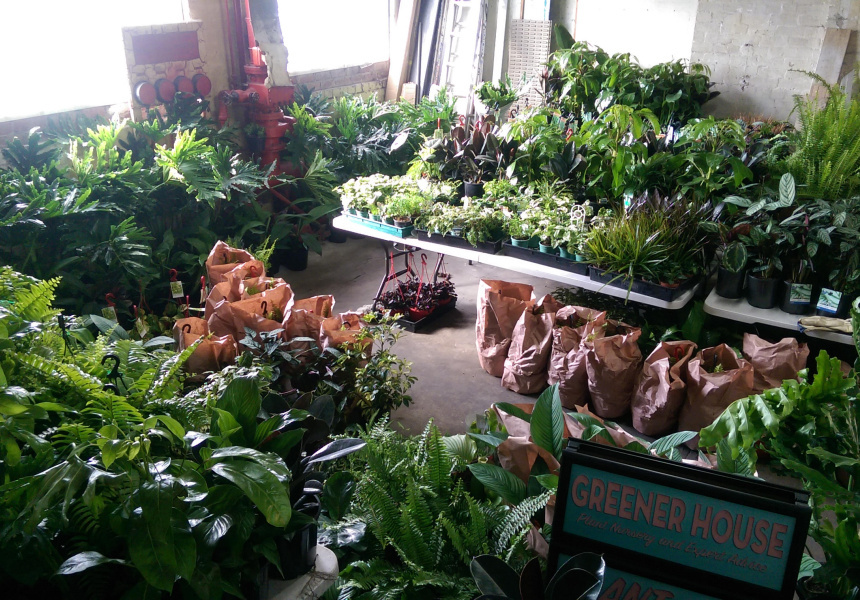 Collingwood IndoorPlant Sale