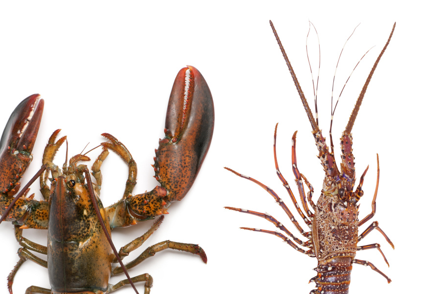 American lobster (left) and rock lobster (right)
