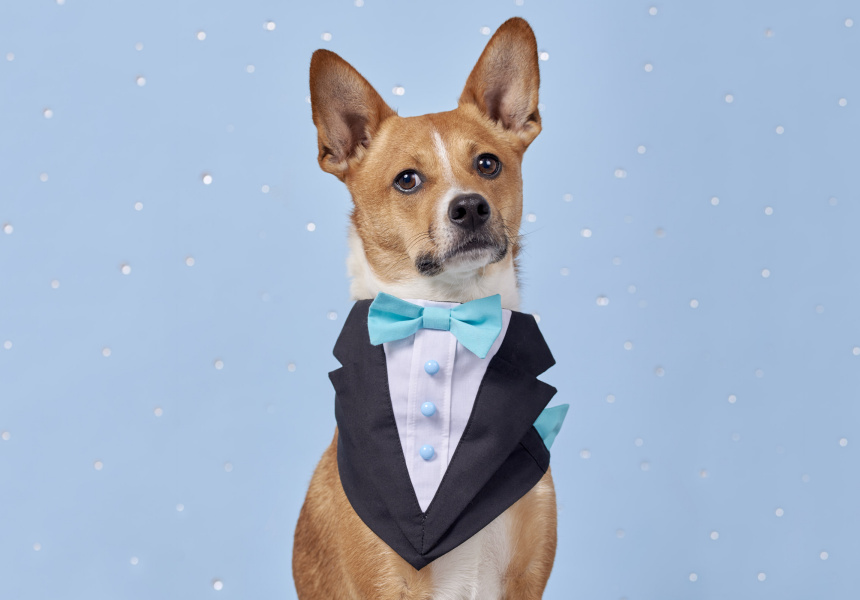 Junior Prom Dog Photog Pop-Up