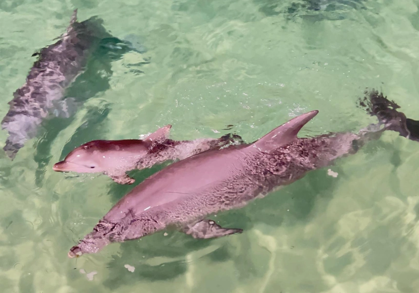 Good News: A Baby Dolphin Has Been Born in Moreton Bay