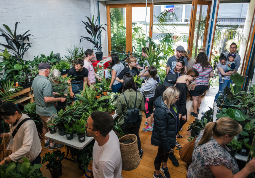 The jungle collective indoor plant sale