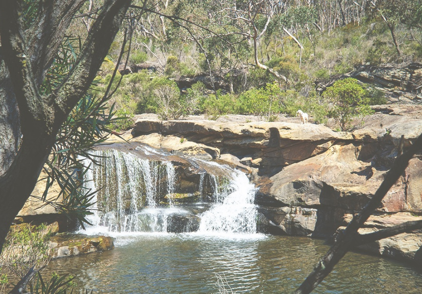 A New Book Has a Dog-Friendly Nature Adventure in Sydney and Its Surrounds for Every Week of the Year