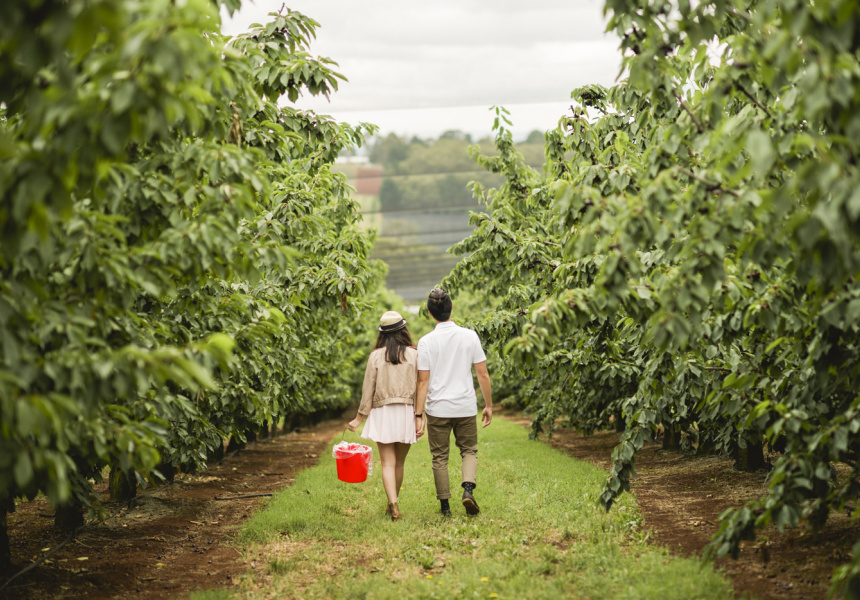 Pick Your Own Cherries