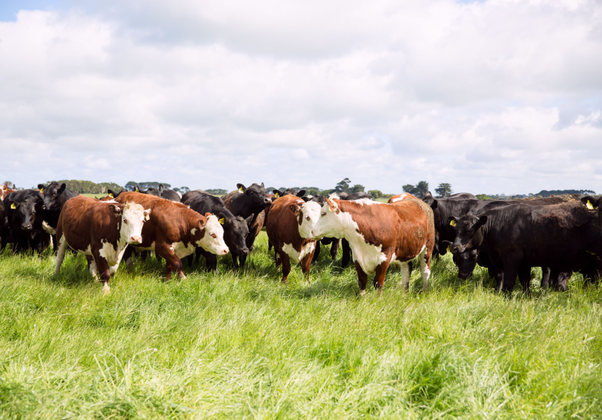 Many cattle farmers on King Island also think of themselves as grass farmers, so important is the quality of the grass to their beef.

