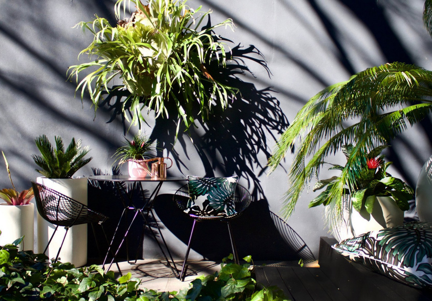 Terrace Tropical Plant Sale