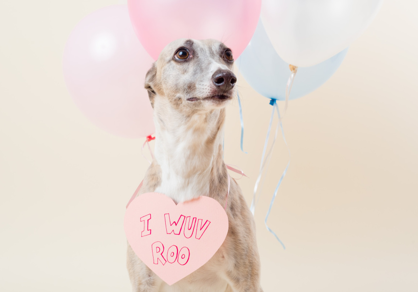 Dog Photog at The Good Copy
