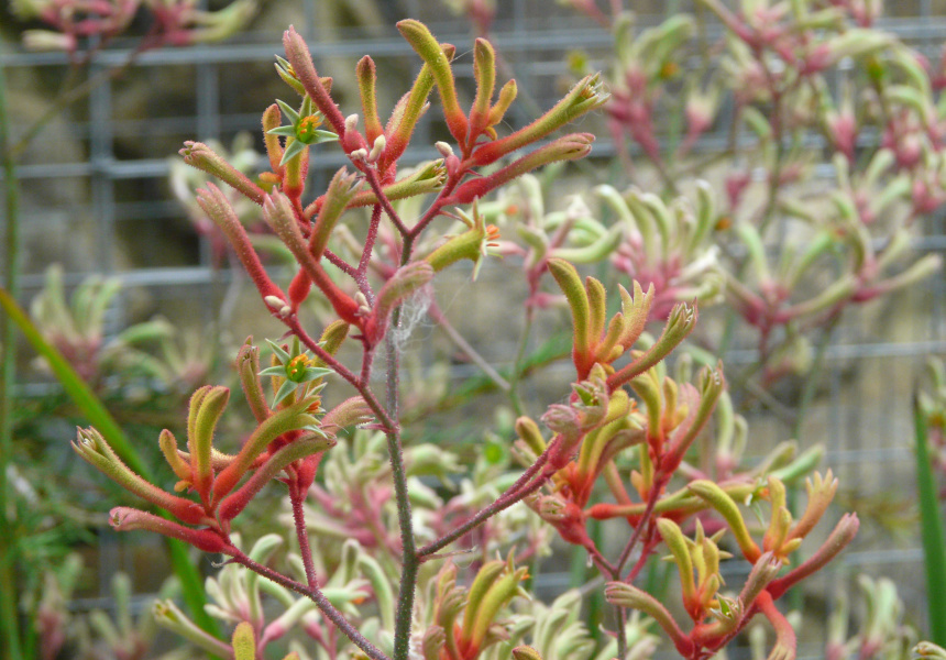 How to Grow a Native Forest in Your Garden How to Grow a Native Forest in Your Garden
