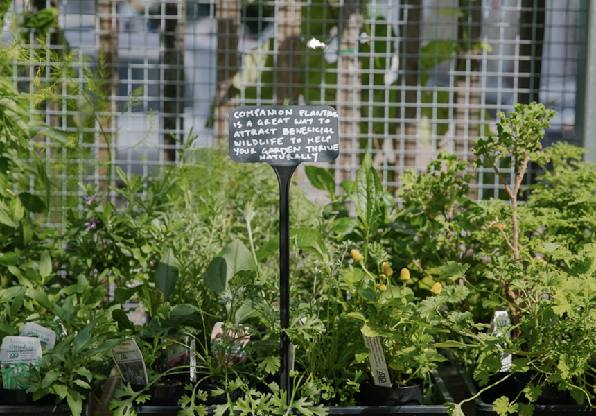 High Swan Dive’s Sophie Toupein and Jesse Neale’s Guide to Newcastle