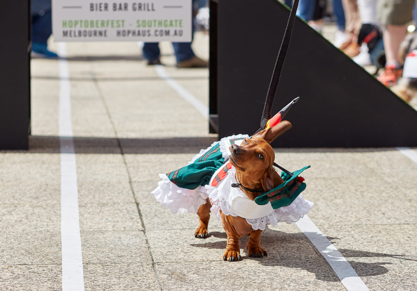 Gallery Melbourne's Dachshund Race 2016 Broadsheet