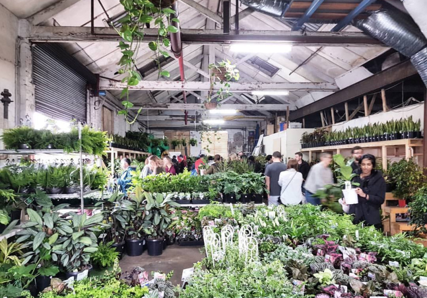 Greener House Nursery Indoorplant Sale