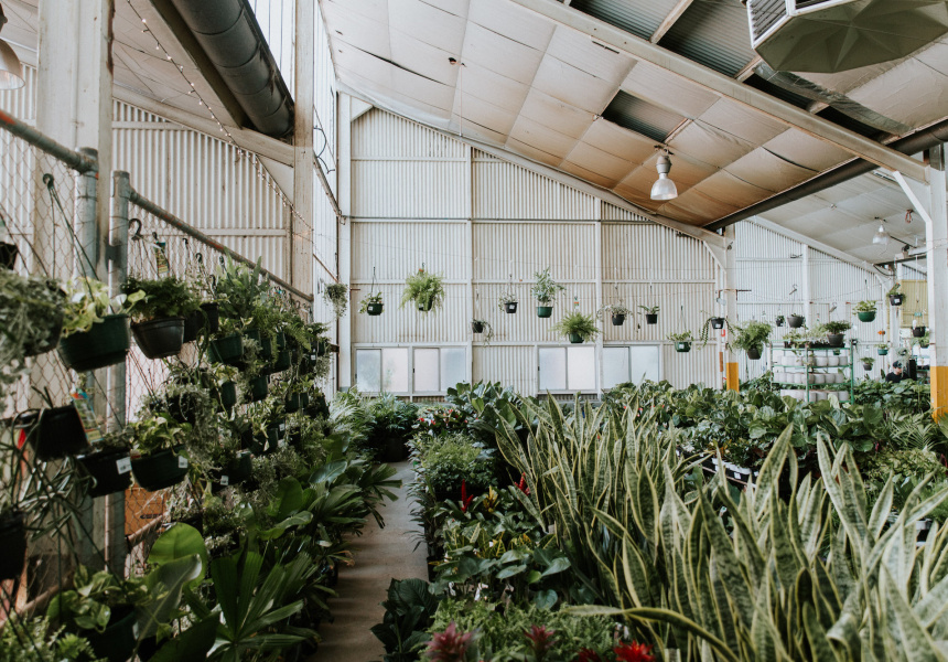 A Gigantic IndoorPlant Sale Is on This Weekend