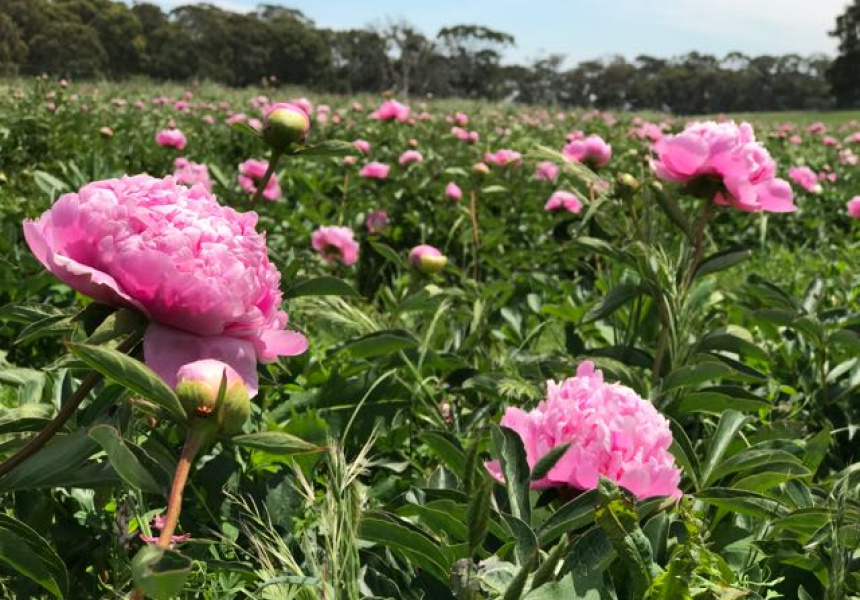 Pick Your Own Peonies