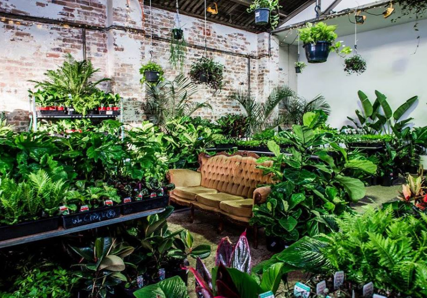 Jungle House Party and Plant Sale