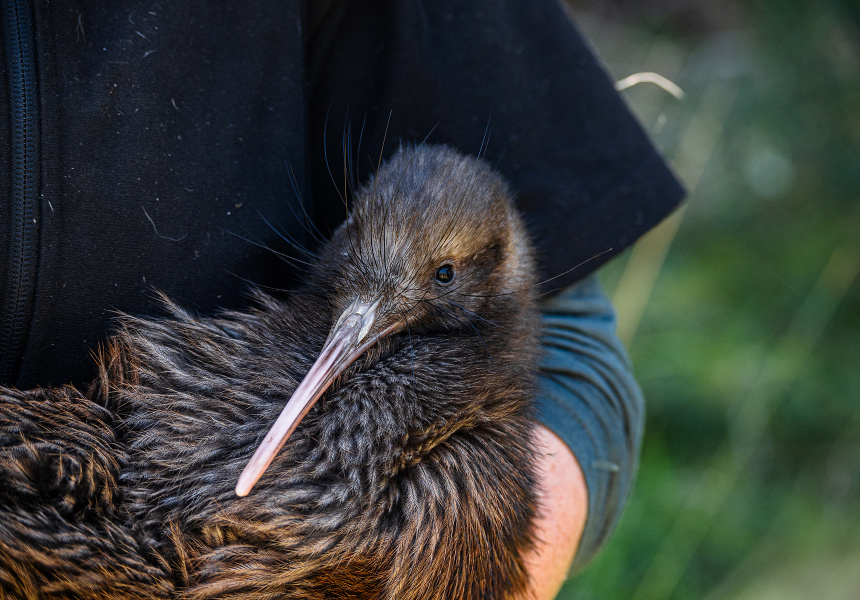 A Cape Sanctuary employee holding a kiwi
