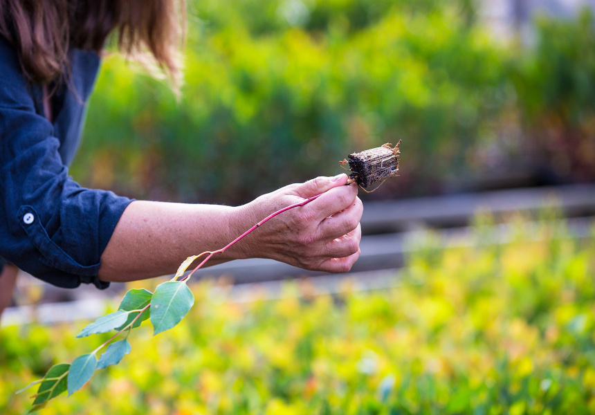 Australian Native Foods: To Forage or Not To Forage?