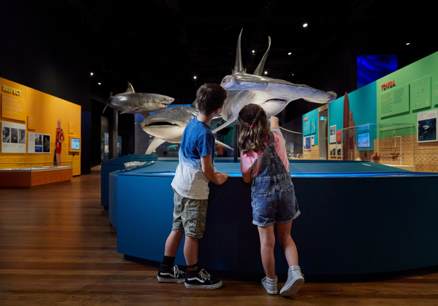 It’s Your Last Chance to Catch Sharks at the Australian Museum