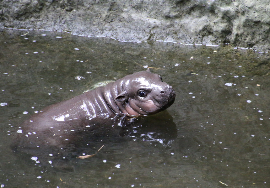 Taronga Zoo’s Pygmy Hippo Has Had a Baby