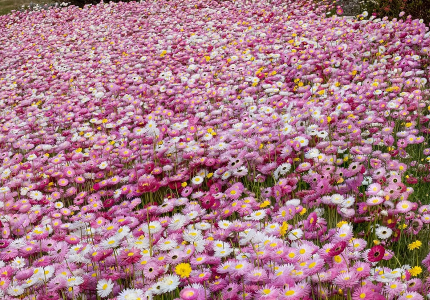 Wildflower Paper Daisy Display at Australian Botanic Garden, Mount Annan