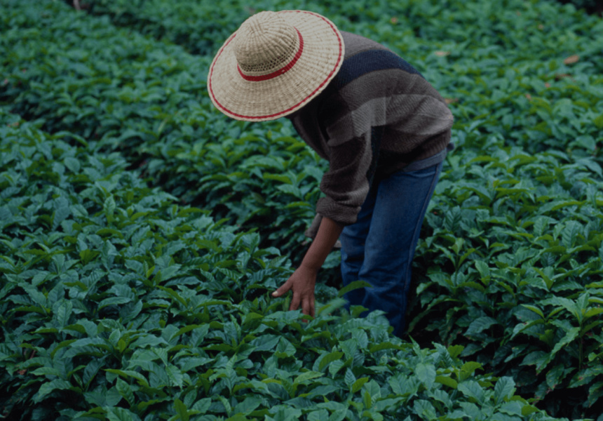 Making More Sustainable Coffee