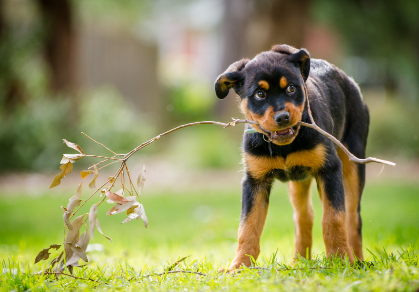 adopt-a-pet-for-national-pet-adoption-day