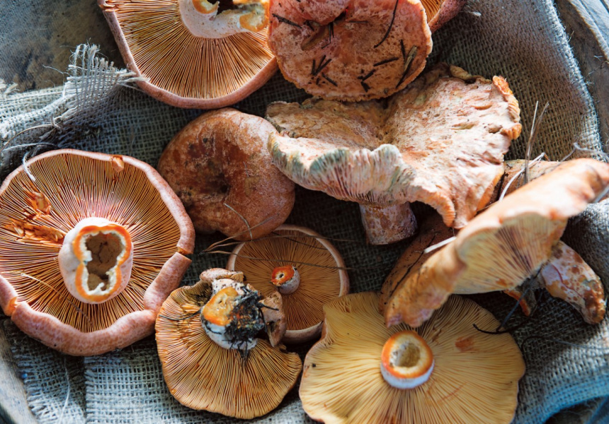 Cornersmith Field Trip Mushroom Foraging and Preserving
