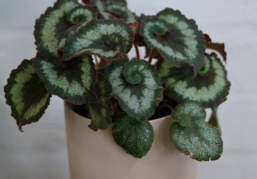 Folia House Plant Sale