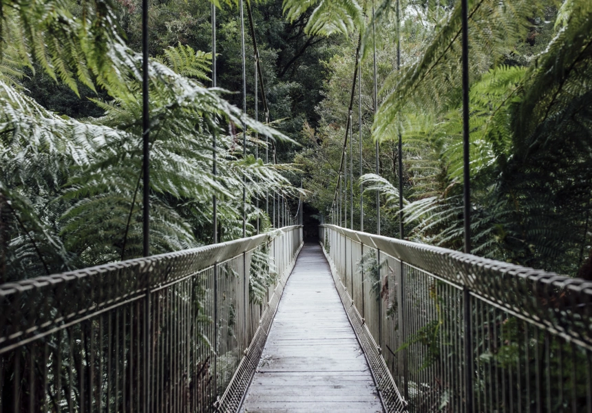 Grand Strzelecki Track, Tarra-Bulga National Park
