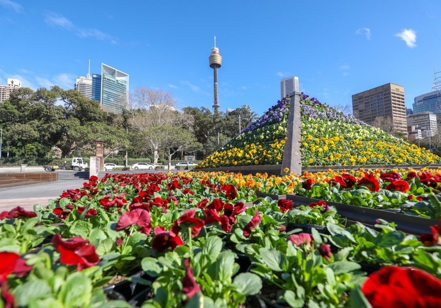Stop and Smell the Flowers Sydney’s Living Colour PopUp Gardens Have