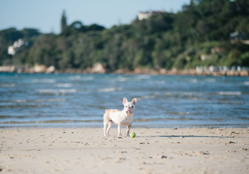 The Best Dog-Friendly Beaches (and Where To Get Coffee Nearby)