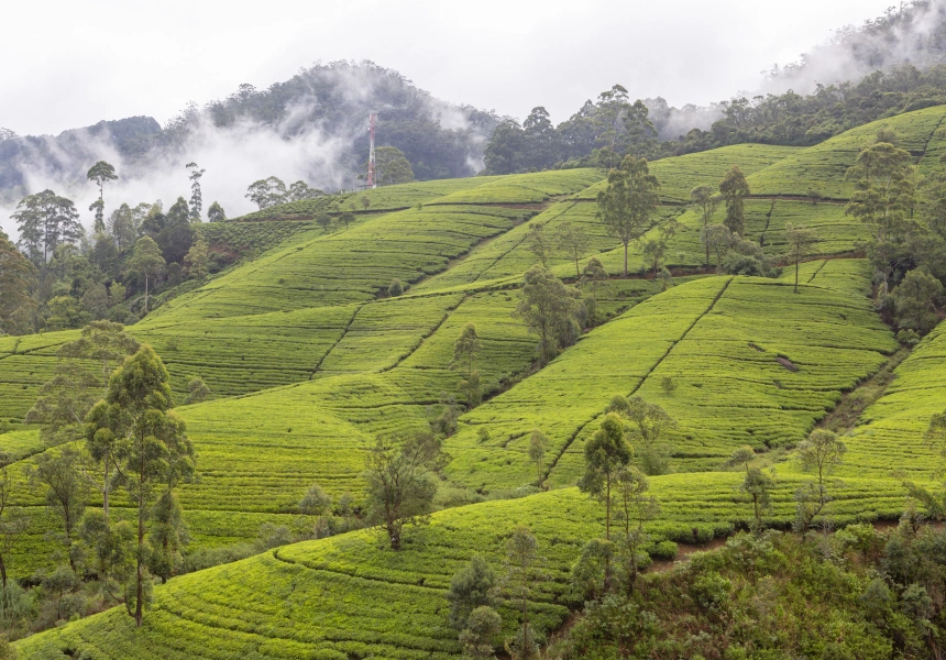 The tea fields of Kandy
